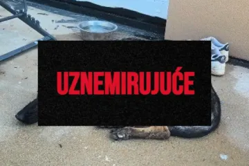 Vatrogasac (21) u Rovinju mučenjem ubio dva psa! Zapovjednik: 'Udaljili smo ga iz službe'