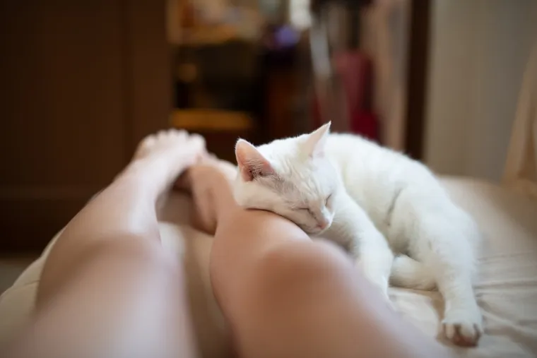 Mačka vam često spava kod nogu? To nikako nije toliko slučajno koliko se vama čini