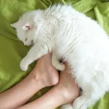 Mačka vam često spava kod nogu? To nikako nije toliko slučajno koliko se vama čini