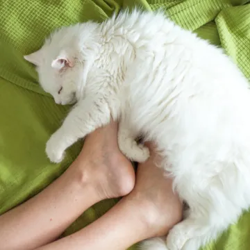 Mačka vam često spava kod nogu? To nikako nije toliko slučajno koliko se vama čini