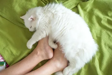 Mačka vam često spava kod nogu? To nikako nije toliko slučajno koliko se vama čini