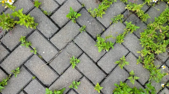 Bitka koju možete dobiti: Ovako se rije&scaron;ite najtvrdokornijeg korova u vrtu