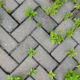 Bitka koju možete dobiti: Ovako se rije&scaron;ite najtvrdokornijeg korova u vrtu