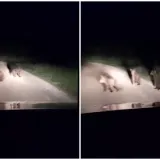 Tri medvjedića u Lici zaigrala se na cesti, ali ovaj susret mogao bi biti opasan: 'Ne prilazite im'
