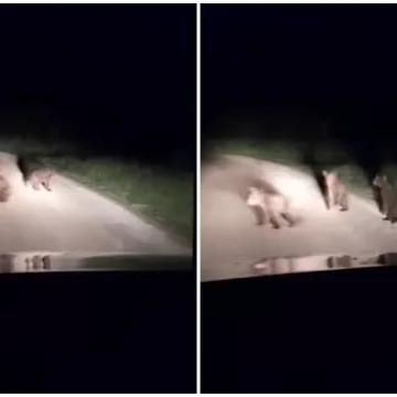 Tri medvjedića u Lici zaigrala se na cesti, ali ovaj susret mogao bi biti opasan: 'Ne prilazite im'