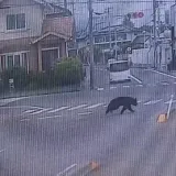 Ni strelice za omamljivanje mu nisu mogle ni&scaron;ta, pobjegao je medvjed koji je napao ljude