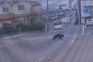 Ni strelice za omamljivanje mu nisu mogle ni&scaron;ta, pobjegao je medvjed koji je napao ljude