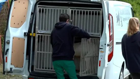 Trebali su biti spa&scaron;eni, umjesto toga ugibali su od gladi: Pronađeno 15 mrtvih pasa