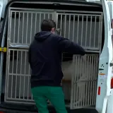 Trebali su biti spa&scaron;eni, umjesto toga ugibali su od gladi: Pronađeno 15 mrtvih pasa