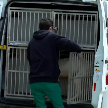 Trebali su biti spa&scaron;eni, umjesto toga ugibali su od gladi: Pronađeno 15 mrtvih pasa