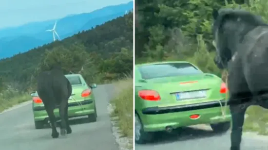 Uznemirujuća snimka iz Senja prijavljena policiji! Vezali konja za auto i vukli ga cestom