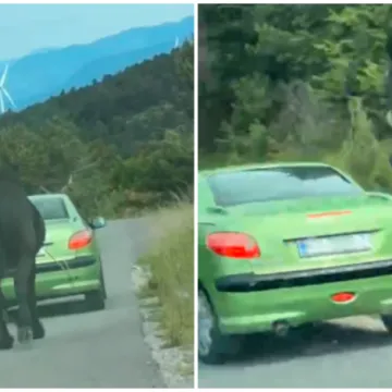 Uznemirujuća snimka iz Senja prijavljena policiji! Vezali konja za auto i vukli ga cestom