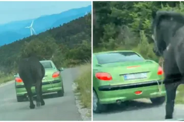 Uznemirujuća snimka iz Senja prijavljena policiji! Vezali konja za auto i vukli ga cestom