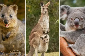 Fauna Australije je bogata brojnim vrstama, dokažite u kvizu da ih dobro poznajete