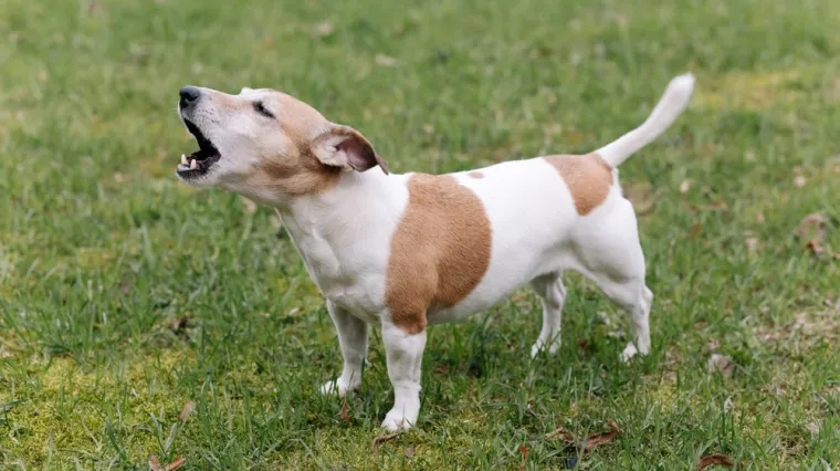 Pas vam laje vi&scaron;e nego inače? Veterinarka: 'To je često znak da se ne&scaron;to događa'