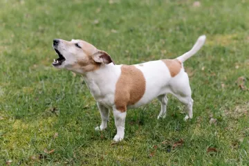 Pas vam laje više nego inače? Veterinarka: 'To je često znak da se nešto događa'