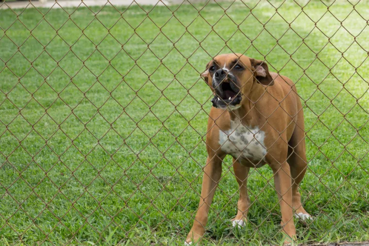 Pas vam laje vi&scaron;e nego inače? Veterinarka: 'To je često znak da se ne&scaron;to događa'
