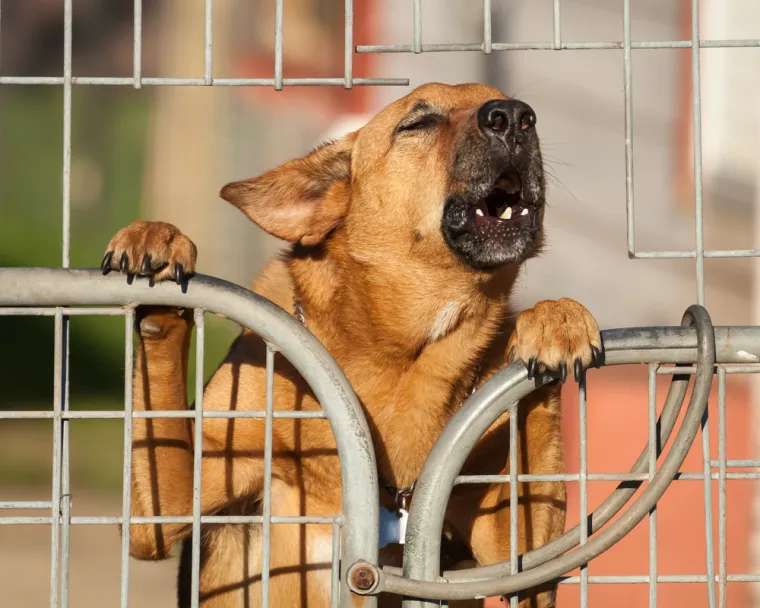 Pas vam laje vi&scaron;e nego inače? Veterinarka: 'To je često znak da se ne&scaron;to događa'
