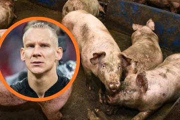 Zbog svinjske kuge na obližnjoj farmi, blokiran posao biv&scaron;em Vatrenom: 'Ni&scaron;ta se ne smije raditi'