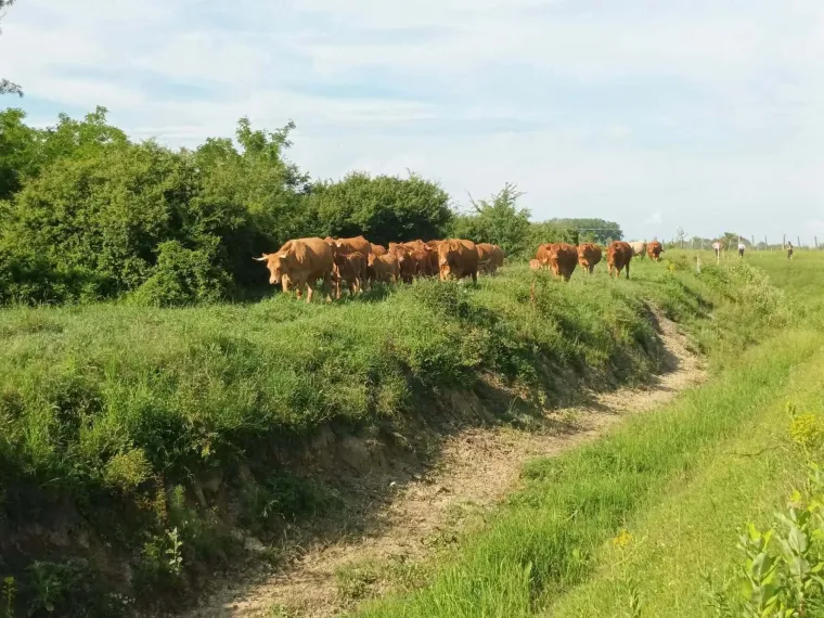 Vatrogasci krenuli spa&scaron;avati kravu, ona ih pretekla! Ostao im 'samo' mulj