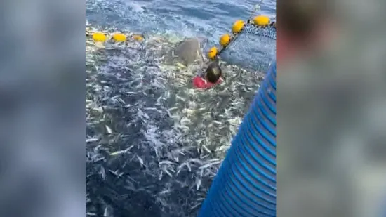 Najbolji video koji ćete danas vidjeti: Ribar kod Primo&scaron;tena golim rukama spasio dupina