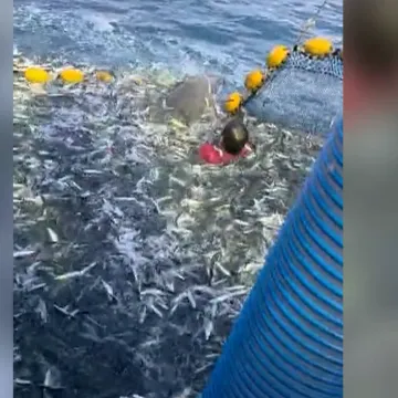 Najbolji video koji ćete danas vidjeti: Ribar kod Primo&scaron;tena golim rukama spasio dupina