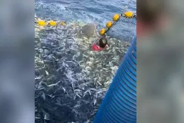 Najbolji video koji ćete danas vidjeti: Ribar kod Primo&scaron;tena golim rukama spasio dupina