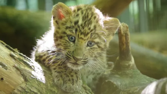 Prava senzacija u Zagrebu: Okotila se prva dva kineska leoparda u Europi ove godine