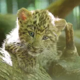 Prava senzacija u Zagrebu: Okotila se prva dva kineska leoparda u Europi ove godine