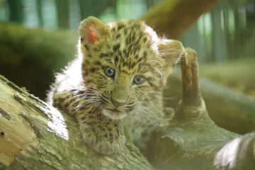 Prava senzacija u Zagrebu: Okotila se prva dva kineska leoparda u Europi ove godine