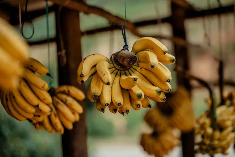 Stručnjakinja za skladi&scaron;tenje: Ovako će banane biti svježe i do tjedan dana duže