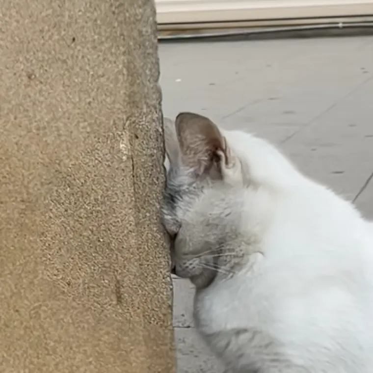 Mačka savr&scaron;eno pokazala osjećaj kada zna&scaron; da je petak daleko