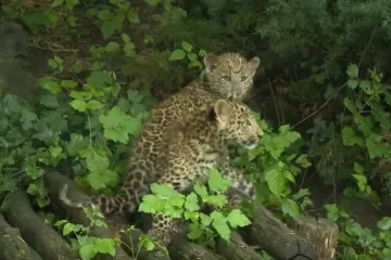 Zagreb ima bebe kakve se ove godine nisu rodile u Europi! Pogledajte slatke leoparde