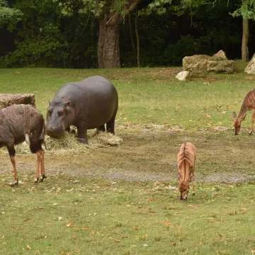[KVIZ] Ako se smatra&scaron; velikim znalcem, oku&scaron;aj se na pitanjima o fauni svijeta