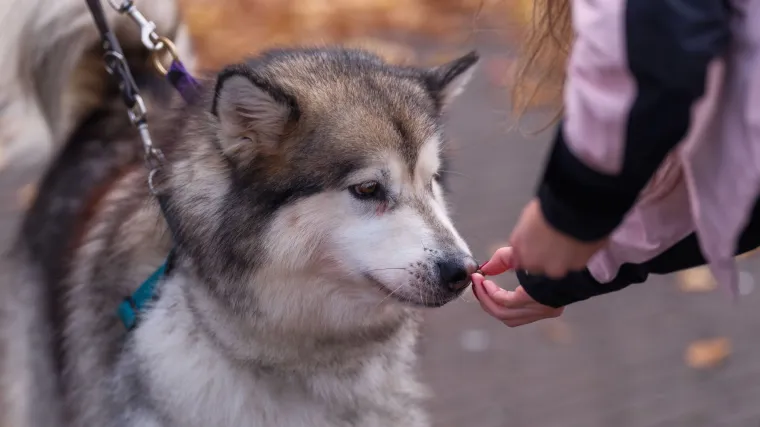 Veterinari savjetuju koji su najbolji dodaci prehrani za pse: Ove treba izbjegavati