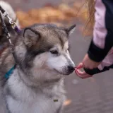 Veterinari savjetuju koji su najbolji dodaci prehrani za pse: Ove treba izbjegavati