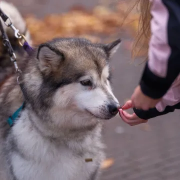 Veterinari savjetuju koji su najbolji dodaci prehrani za pse: Ove treba izbjegavati