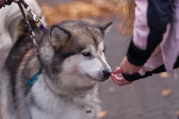 Veterinari savjetuju koji su najbolji dodaci prehrani za pse: Ove treba izbjegavati