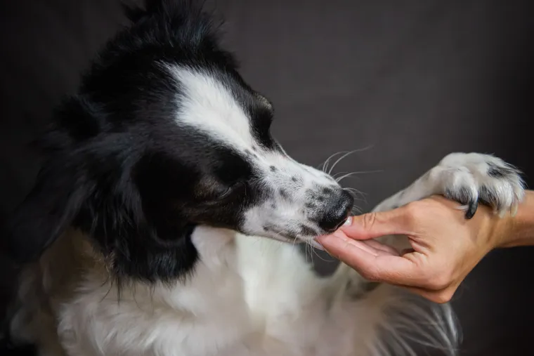 Veterinari savjetuju koji su najbolji dodaci prehrani za pse: Ove treba izbjegavati