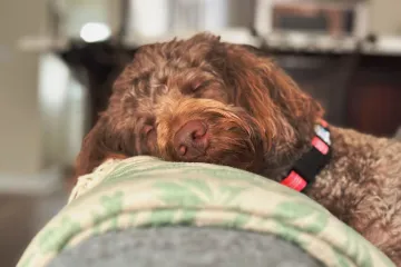 Pas vam spava vi&scaron;e nego inače? Veterinar otkriva kad je to normalno, a kad znak za uzbunu