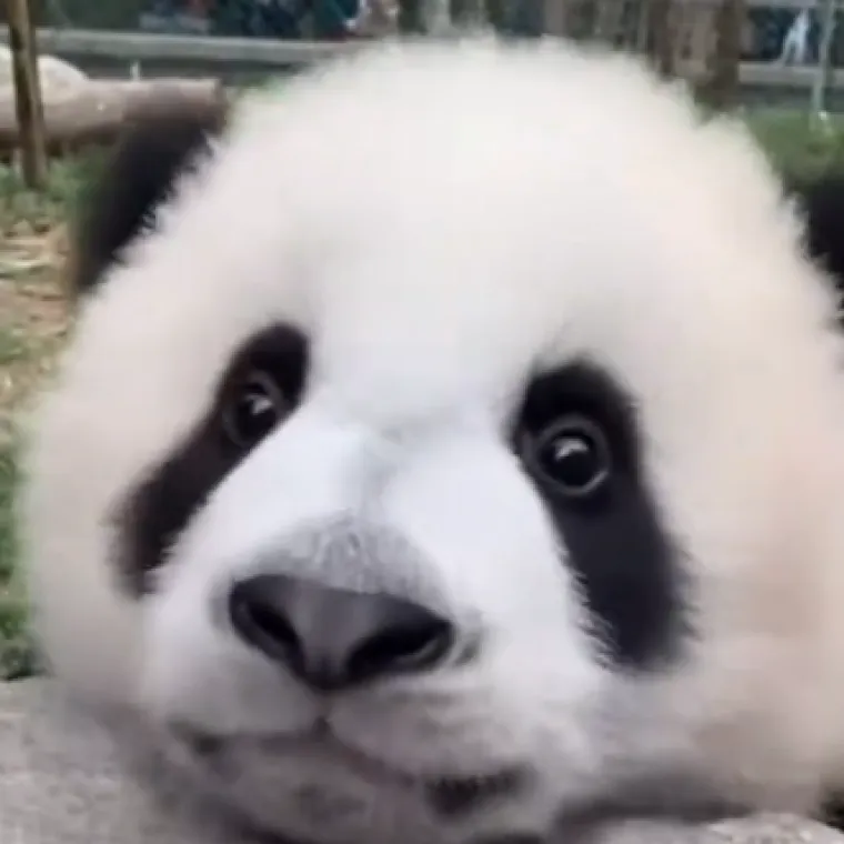 Ova preslatka panda svakome će popraviti dan