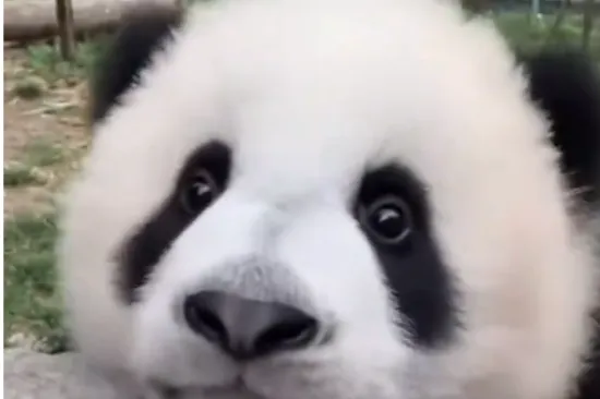 Ova preslatka panda svakome će popraviti dan
