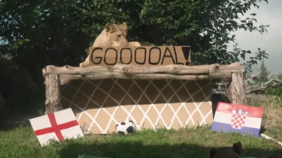 Lavice prognozirale pobjednika spektakla u Dallasu: 'Englezi će plakati'