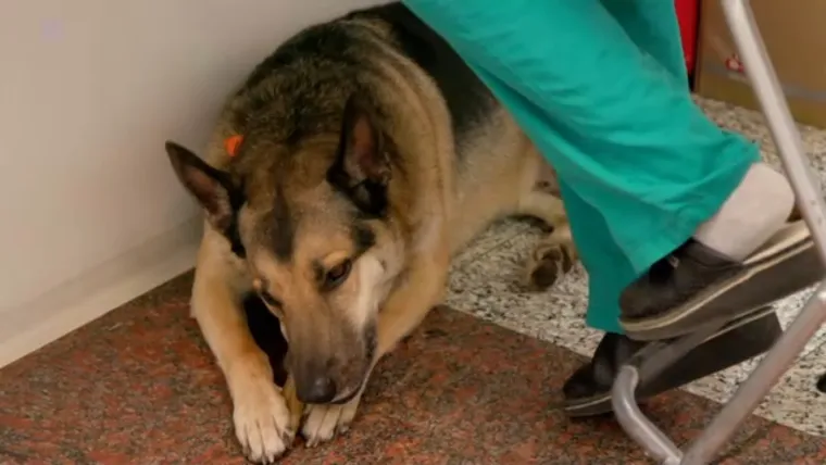 RTL Kockica novom emisijom odgovara na vječno dječje pitanje '&scaron;to ću biti kad odrastem'