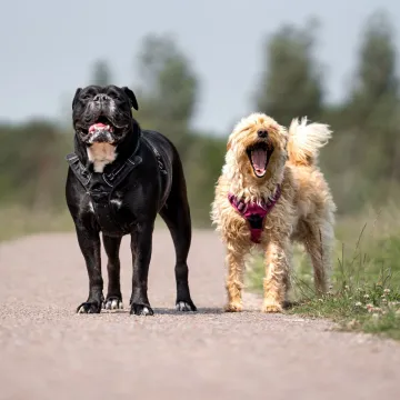 Veterinari upozorili kada je prevruće za &scaron;etnju psa: Jedna gre&scaron;ka može biti kobna