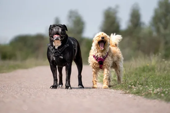Veterinari upozorili kada je prevruće za &scaron;etnju psa: Jedna gre&scaron;ka može biti kobna