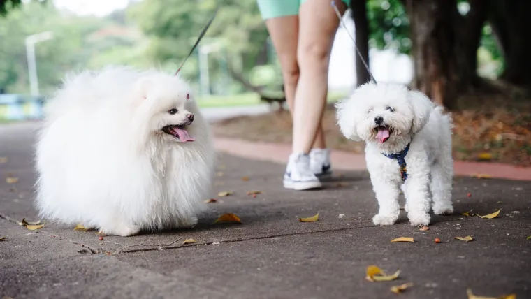 Veterinari upozorili kada je prevruće za &scaron;etnju psa: Jedna gre&scaron;ka može biti kobna