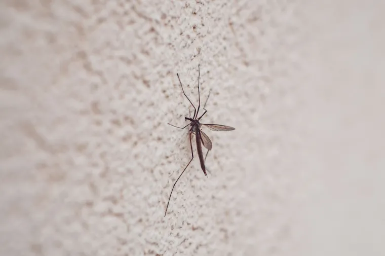 Uživajte u vrtu bez komaraca: Ključ je u jednom jednostavnom koraku