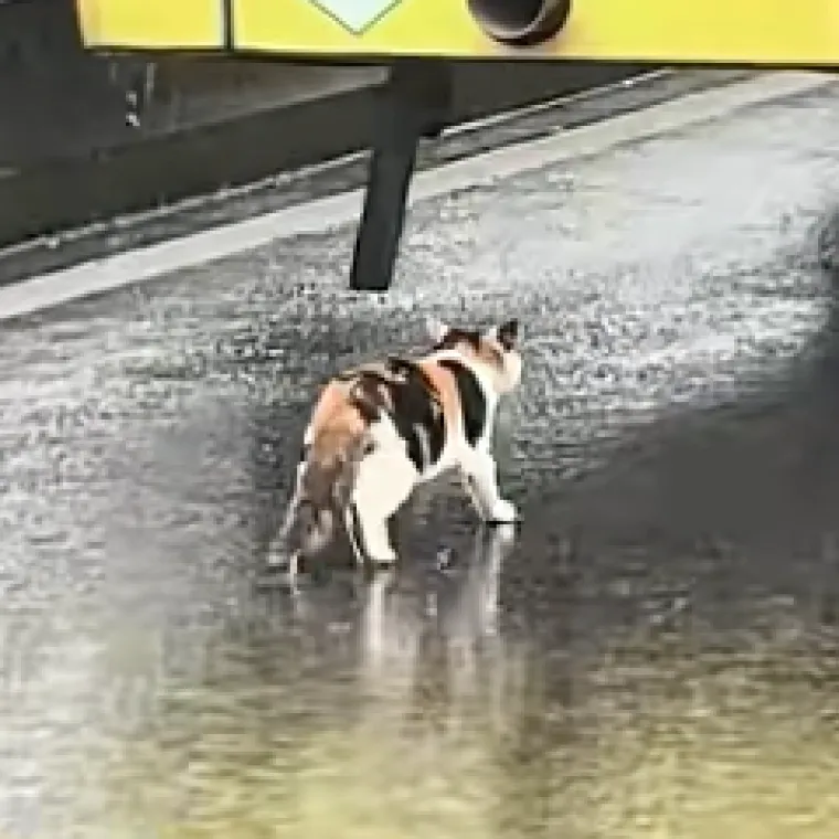 Ova slatka pametna maca prona&scaron;la je utoči&scaron;te tijekom jake ki&scaron;e