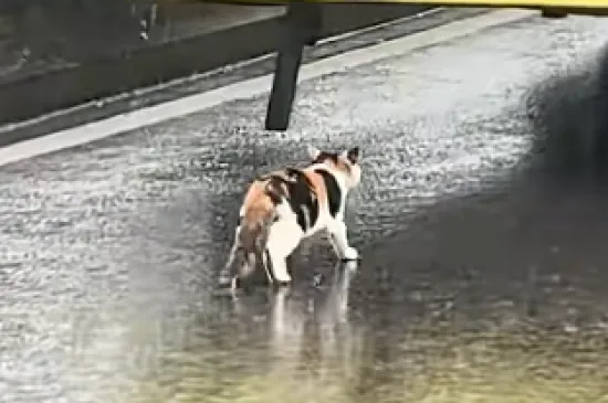 Ova slatka pametna maca prona&scaron;la je utoči&scaron;te tijekom jake ki&scaron;e